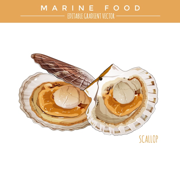 Coquille. Marine Food