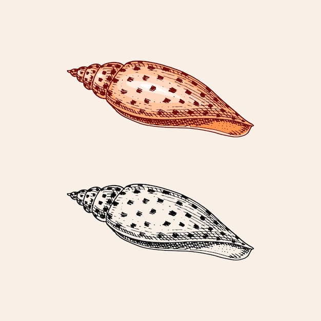 Coquille De Mer Ou Mollusque Différentes Formes Gravées à La Main