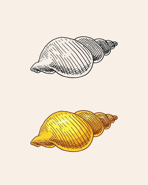 Coquille De Mer Ou Mollusque Différentes Formes Gravées à La Main