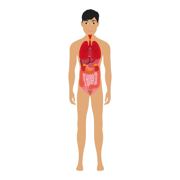 Corps Humain Et Systèmes D'organes Système D'anatomie Infographique Corps Humain Rein Et Poumon Foie Estomac