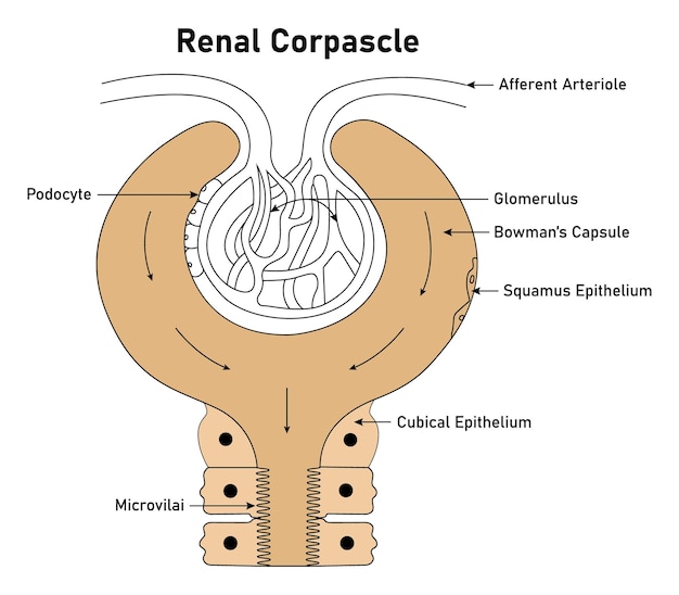 Corpuscule rénal Artériole afférente Glomérule Podocyte Capsule de Bowman Épithélium pavimenteux