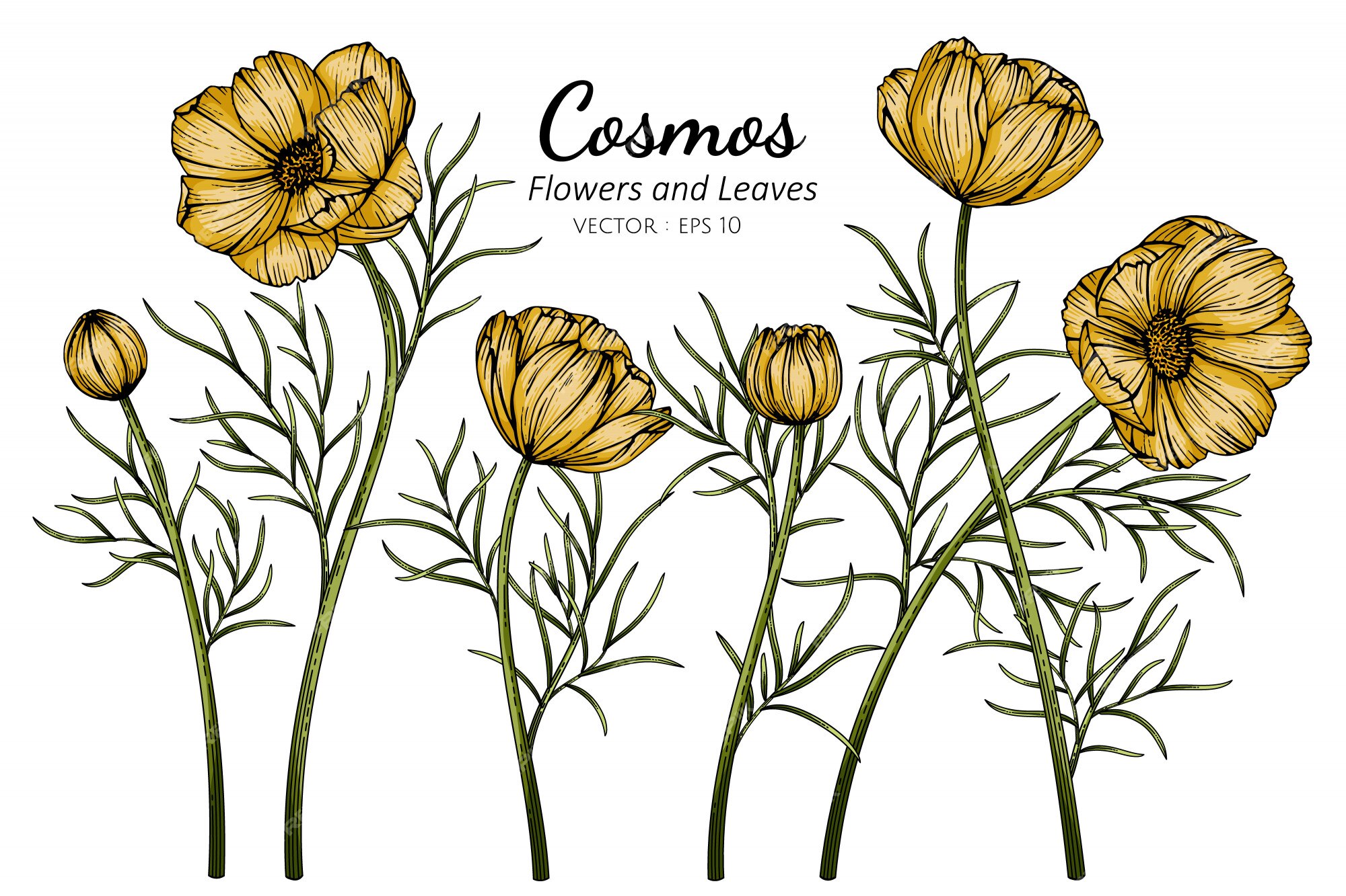 Cosmos Jaune Fleur Et Feuille Dessin Illustration | Vecteur Premium