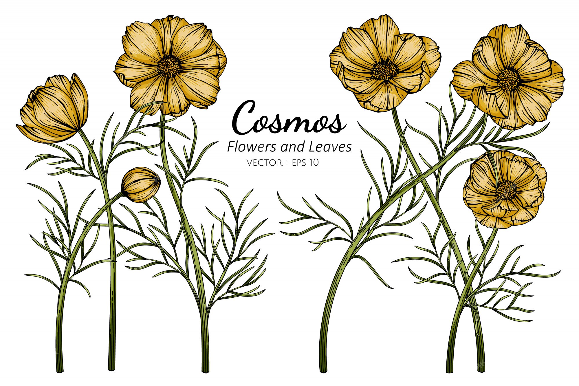 Cosmos Jaune Fleur Et Feuille Dessin Illustration | Vecteur Premium