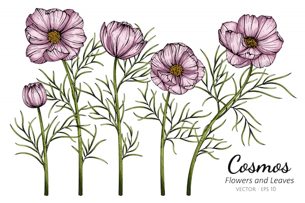 Cosmos Rose Fleur Et Feuille Dessin Illustration