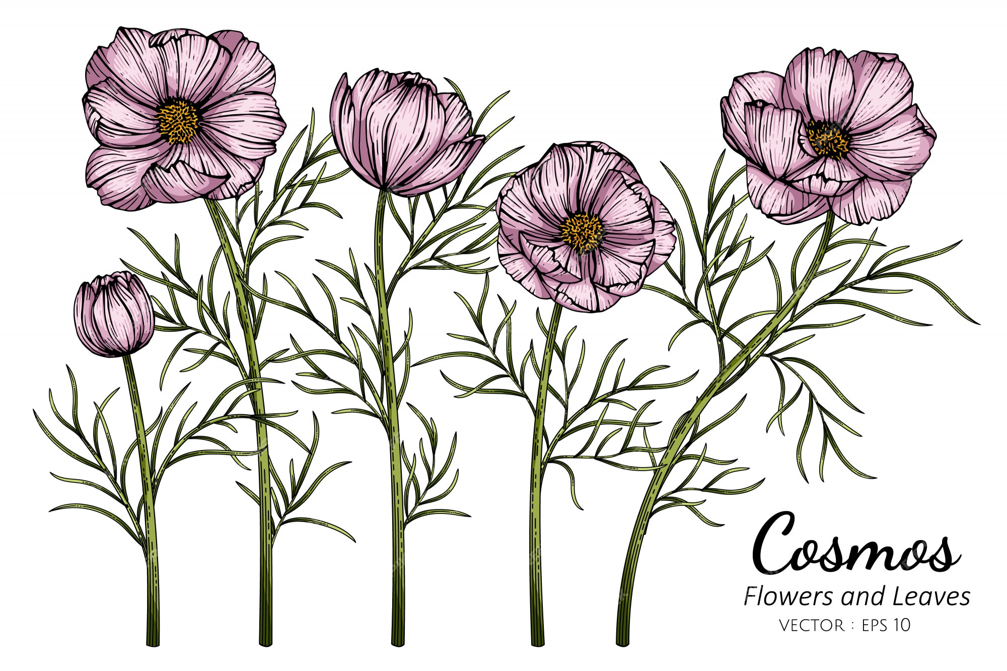 Cosmos Rose Fleur Et Feuille Dessin Illustration | Vecteur Premium