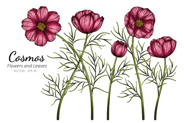 Cosmos Rouge Fleur Et Feuille Dessin Illustration Avec Dessin Au Trait Sur  Fond Blanc. | Vecteur Premium