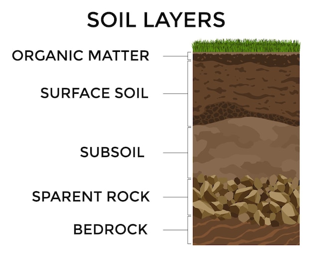 Vecteur couches de sol horizons de surface couche supérieure de la structure de la terre avec un mélange de matières organiques, de minéraux et de pierres terre et couche d'argile souterraine sous l'herbe verte