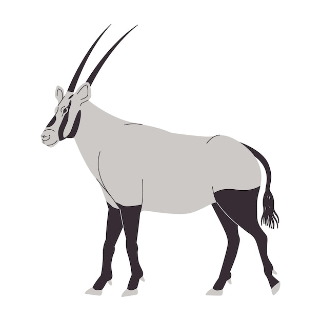 Vecteur couleur blanche et noire oryx arabe nature sauvage animal mammifère herbivore a une tête longue corne