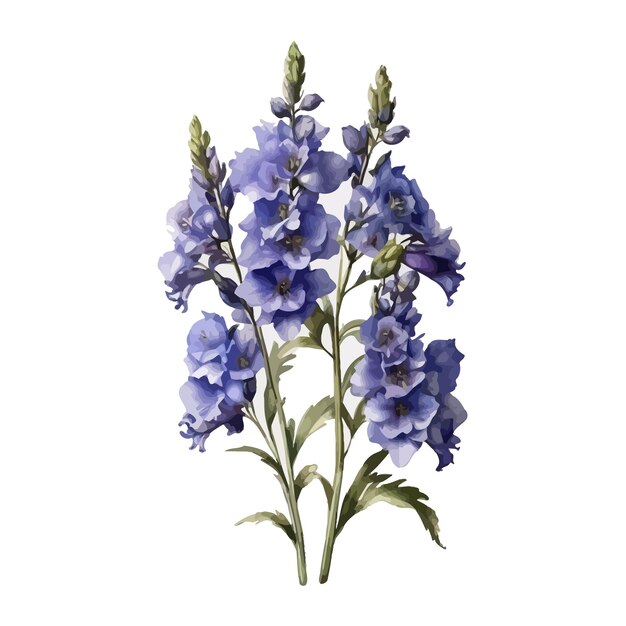 Vecteur couleur d'eau hautlander delphinium clipart fond blanc modifiable