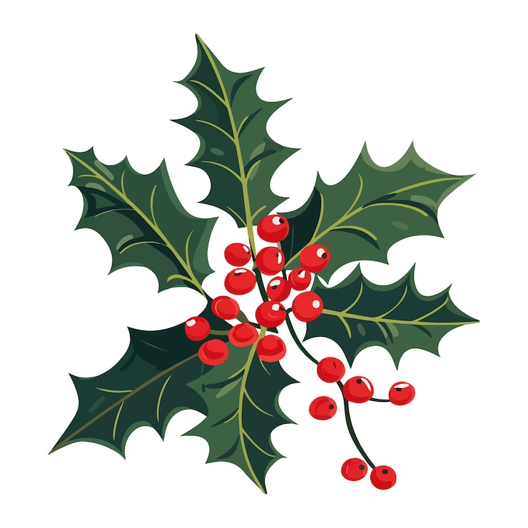 Vecteur couleur holly de noël dans une illustration vectorielle de style plat icône dessinée à la main pour la conception et l'impression symbole isolé pour la décoration de noël