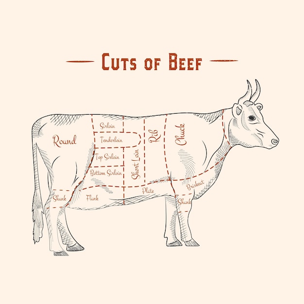 Coup de viande affiche diagramme de boucher et schéma de vache vintage typographique illustration vectorielle dessinée à la main