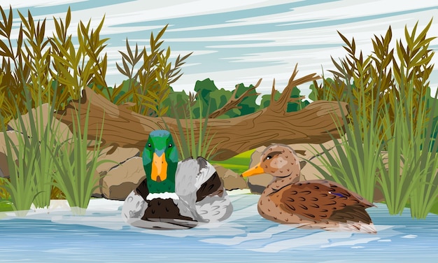 Vecteur un couple de canards sauvages nage dans la rivière oiseaux d'eau sauvages anas platyrhynchos terres vectorielles réalistes