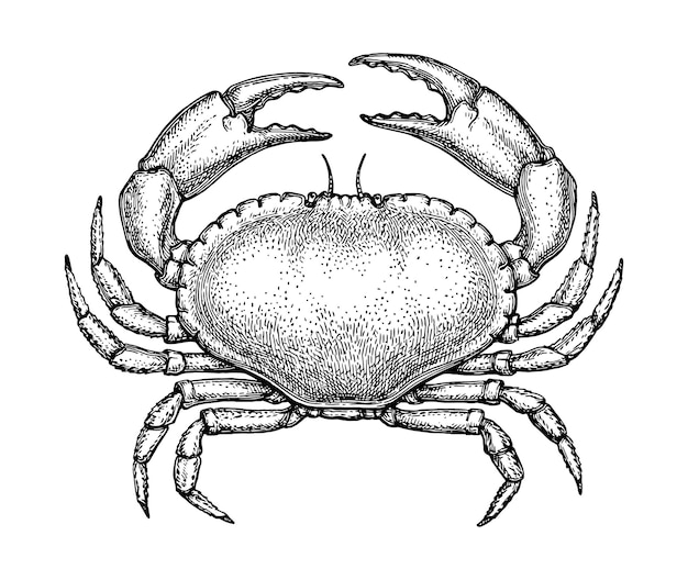 Crabe Brun Croquis à L'encre Dessiné à La Main