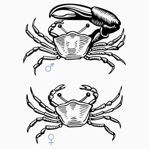 Crabe Femelle Et Mâle Vecteur Premium