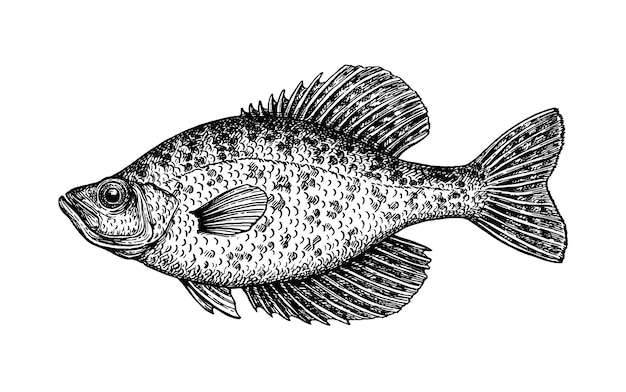 Vecteur crappie. poisson d'eau douce. dessin à l'encre de style rétro.