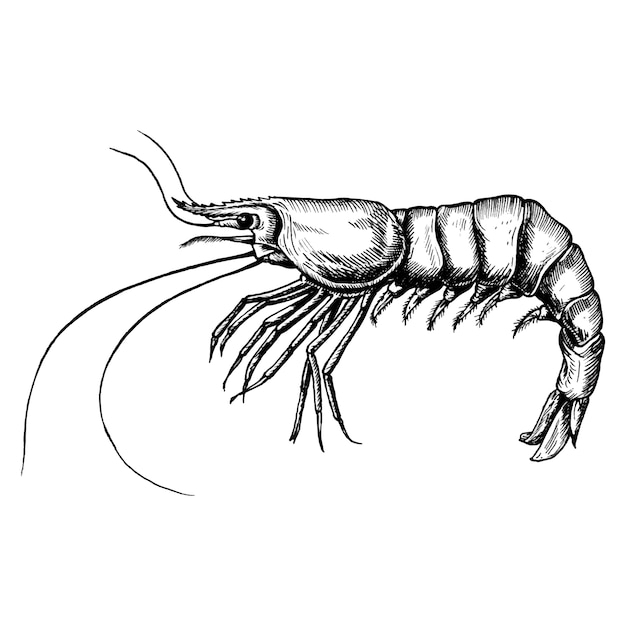 Crevettes dessinées à la main isolé