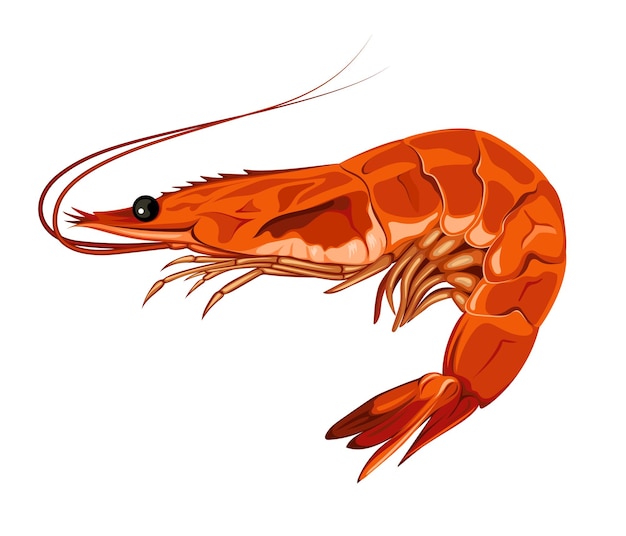 Crevettes Fruits De Mer Animal Mer Illustration Vectorielle
