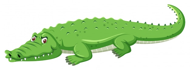 Un Crocodile Vert Sur Fond Blanc