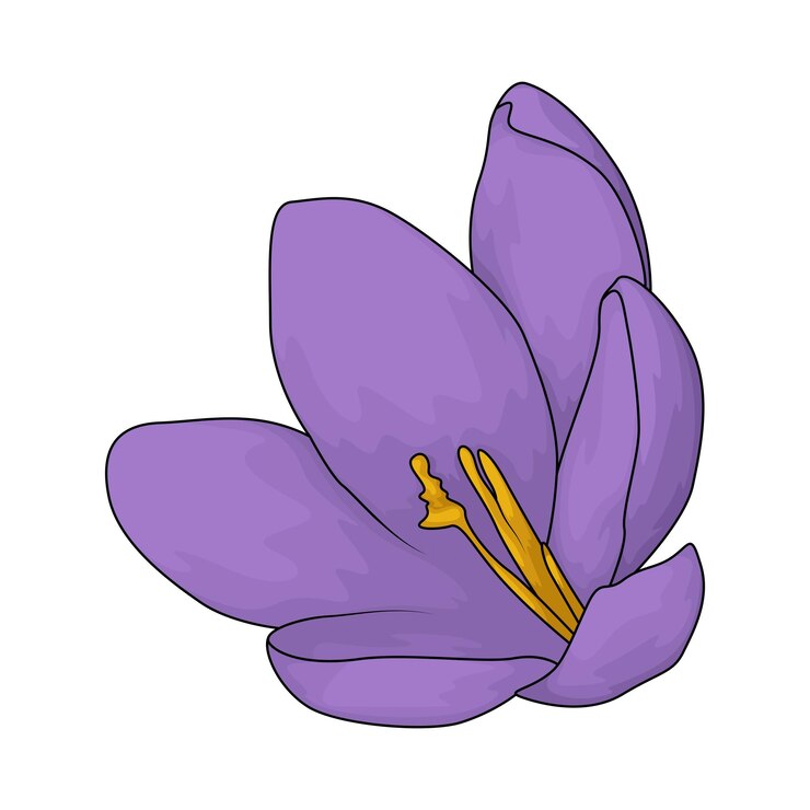 Vecteur crocus au safran