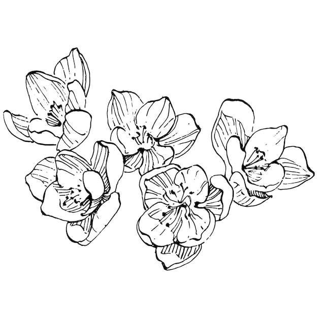 Vecteur crocus fleur croquis illustration isolé dessin au trait safran. fleur dessinée à la main mignonne dans le contour noir et l'avion blanc