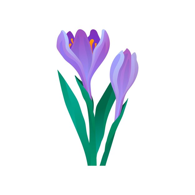 Crocus Avec Des Pétales Violets Doux Et Des Feuilles Vertes Fleur De Printemps En Fleurs élément Vectoriel Décoratif Pour L'emballage Ou L'affiche Du Produit