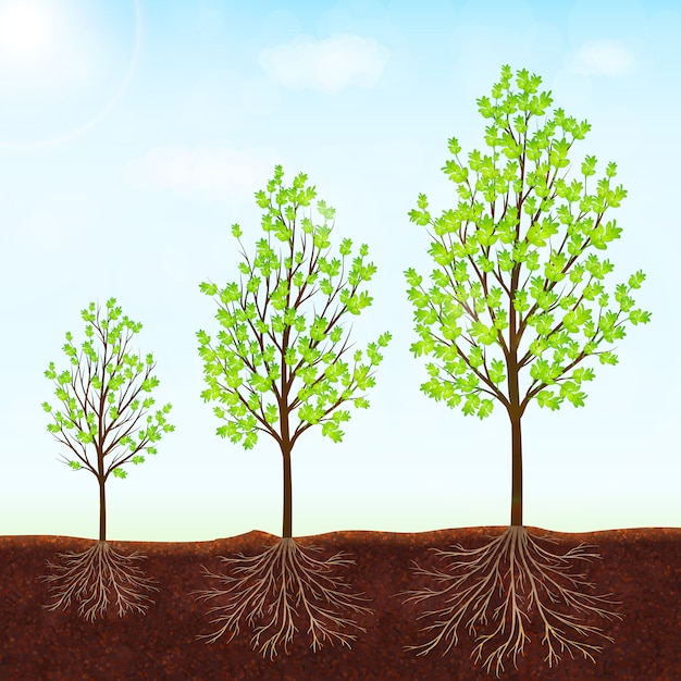 Vecteur croissance du fond de vecteur d'arbre