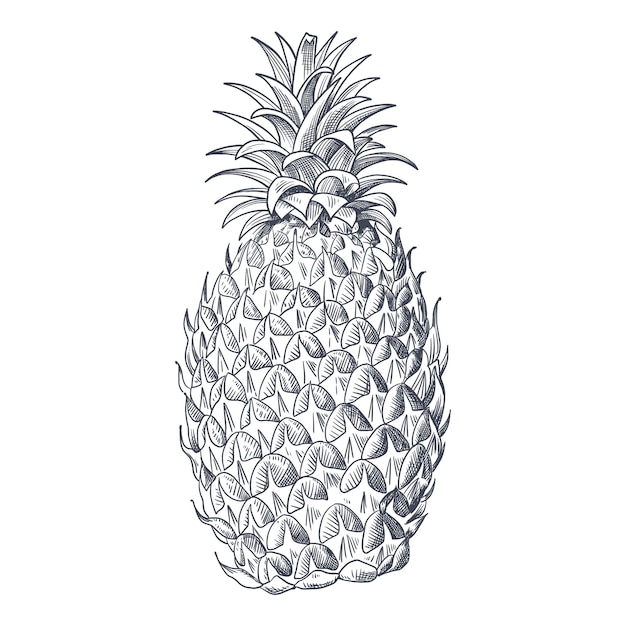 Croquis D'ananas Dessinés à La Main Réaliste Vecteur Noir Et Blanc Dessiné à La Main