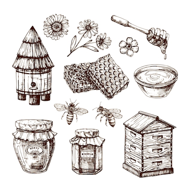 Vecteur croquis au miel. abeille et fleur au miel, nid d'abeille et ruche. ensemble isolé vintage dessinés à la main