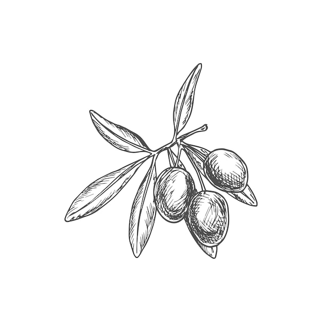 Croquis De Baies D'olive Sur Une Branche Avec Une Plante à Feuilles