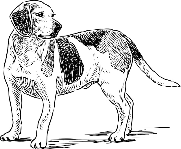 Croquis d'un beagle anglais