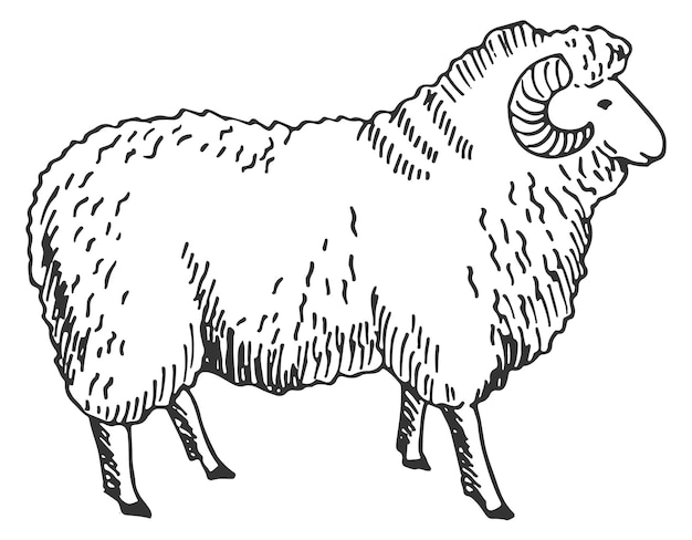 Croquis De Bélier, Animal De Ferme à Cornes, Mouton En Laine Isolé Sur Fond Blanc