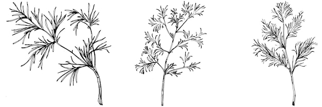 Croquis Botanique Vintage De Fenouil Isolé