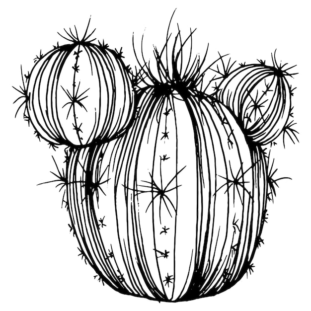 Croquis De Cactus Pour Logo Tatouage De Plantes Succulentes Florales Très Détaillé Dans Le Style D'art En Ligne