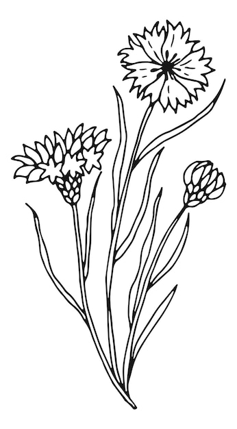 Croquis De Centaurea Plante à Base De Plantes De Bleuet Dessinée à La Main
