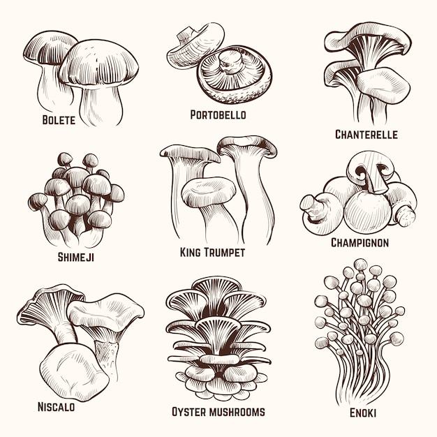 Vecteur croquis de champignons. champignon comestible automne nourriture saine vintage gravé illustration vectorielle