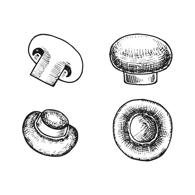 Croquis de champignons Champignon