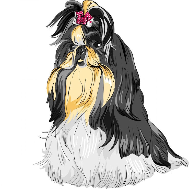Vecteur croquis chien shih tzu race