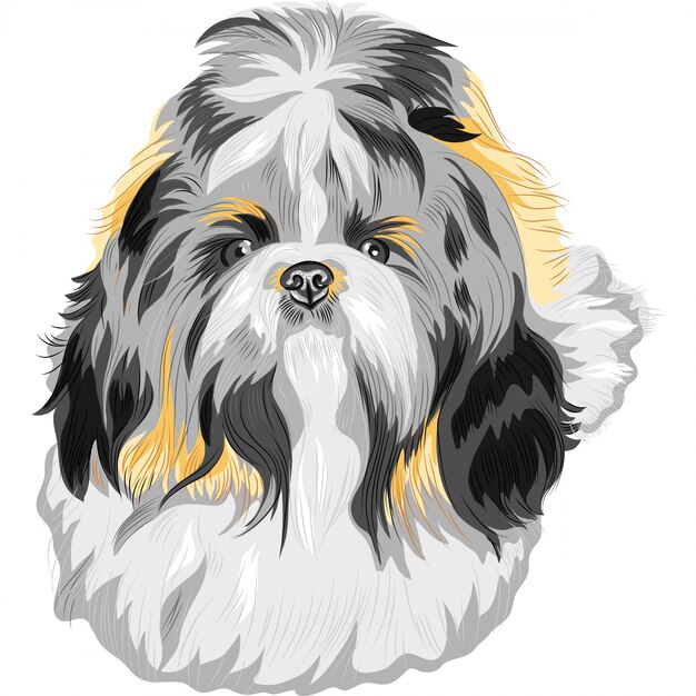 Vecteur croquis chien shih tzu race