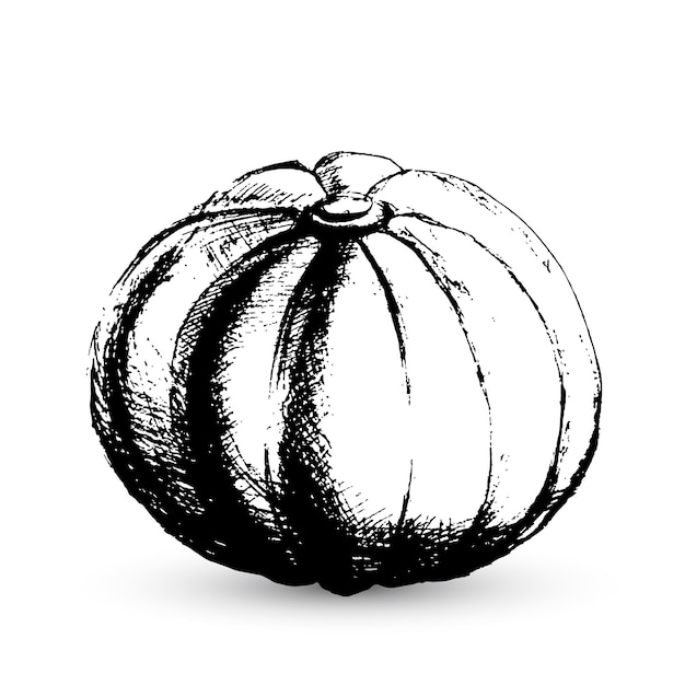 Un Croquis De Citrouille Dessiné à La Main Isolé Sur Blanc Citrouille Noire Style Doodle Thanksgiving Day Ou Récolte Thème Illustration Vectorielle