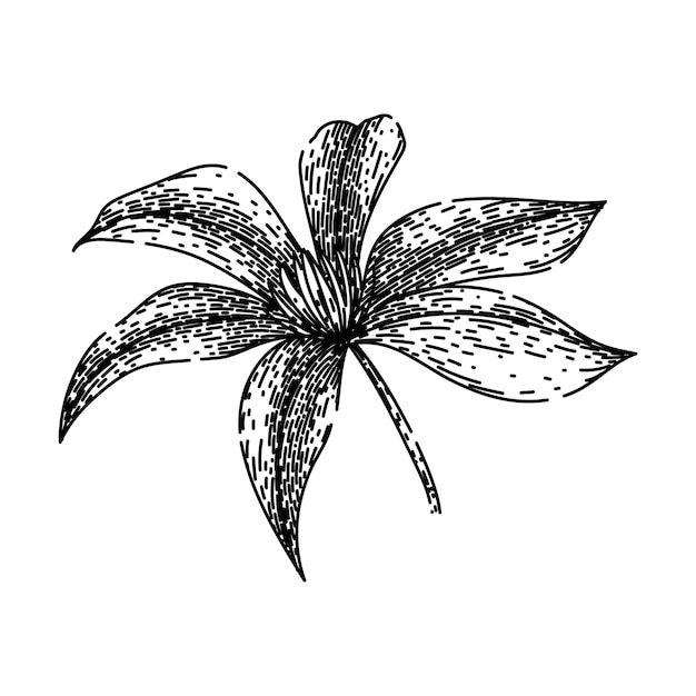 Vecteur croquis de clématite de fleur dessiné à la main vecteur