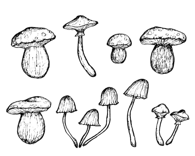 Croquis collection de champignons sauvages contour dessiné à la main sur fond blanc illustration vectoriel