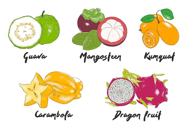 Croquis colorés de fruits exotiques dessinés à la main