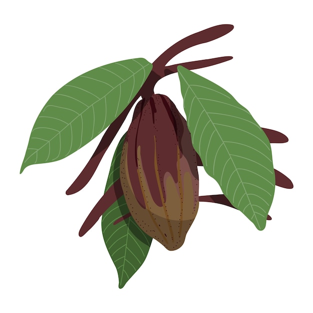 Croquis De Couleur De Cabosse De Cacao Dessiné à La Main Branche D'arbre De Chocolat Avec Des Feuilles Vertes Et Des Fèves De Cacao