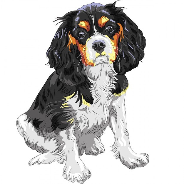 Croquis Couleur Du Chien Cavalier King Charles Spaniel Bre