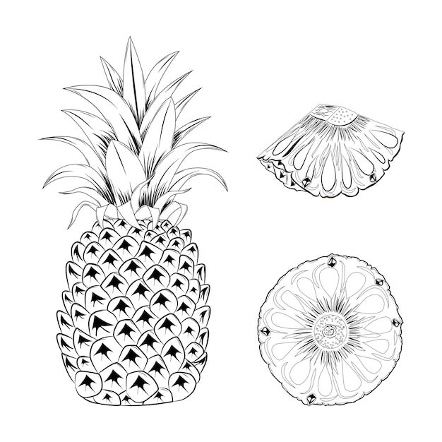 Croquis dessiné à la main Ananas