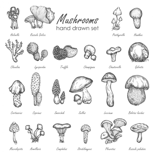 Croquis Dessiné à La Main Aux Champignons