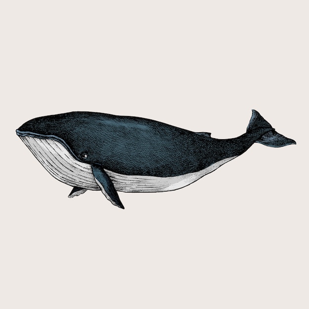 Vecteur croquis dessiné de main d'une baleine