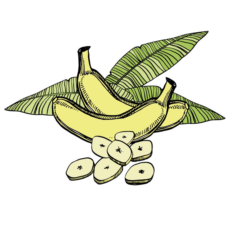 Croquis dessiné main bananes avec feuille de palmier