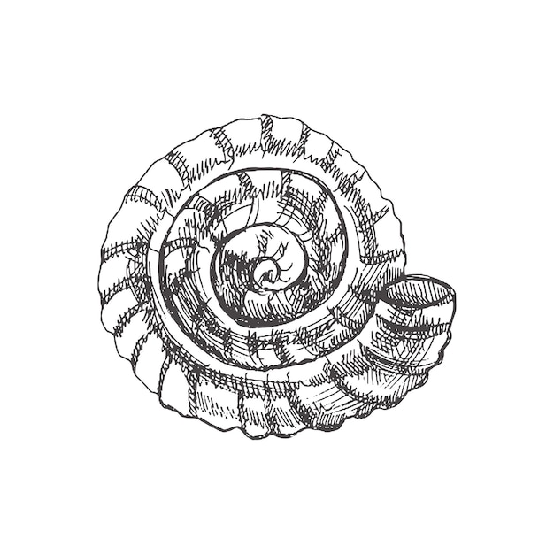 Croquis Dessiné Main De Coquillage Ammonite Préhistorique Isolé Sur Fond Blanc