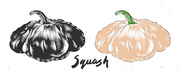 Croquis dessiné de main de courge